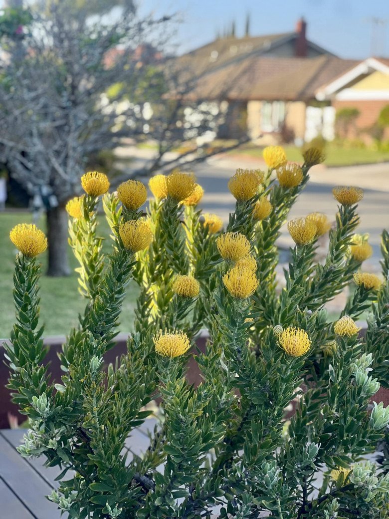 Mỗi lần hoa nở vàng rực lại đem đến cho Dương Mỹ Linh nhiều cảm xúc. Loài hoa có nguồn gốc từ Nam Phi và Úc, ngày nay được trồng ở một số vùng của Mỹ.