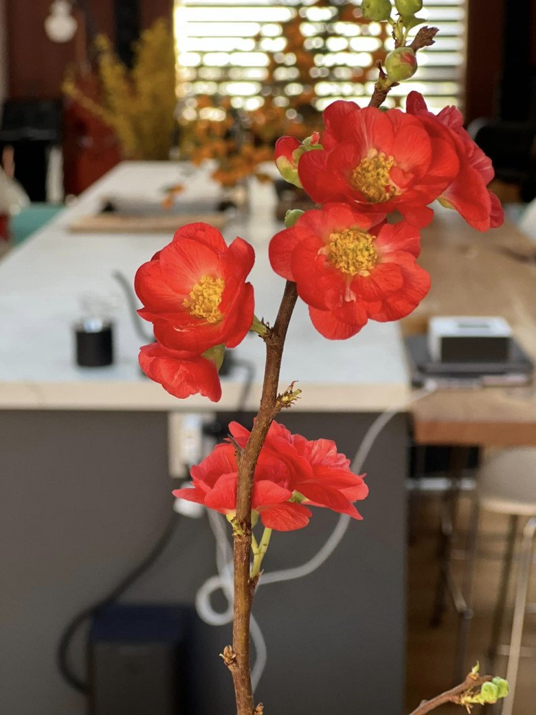 Nhà của Hoa hậu Dương Mỹ Linh ở Mỹ: Vườn đẹp như quán cà phê, trước cửa có loài hoa rực rỡ - 21