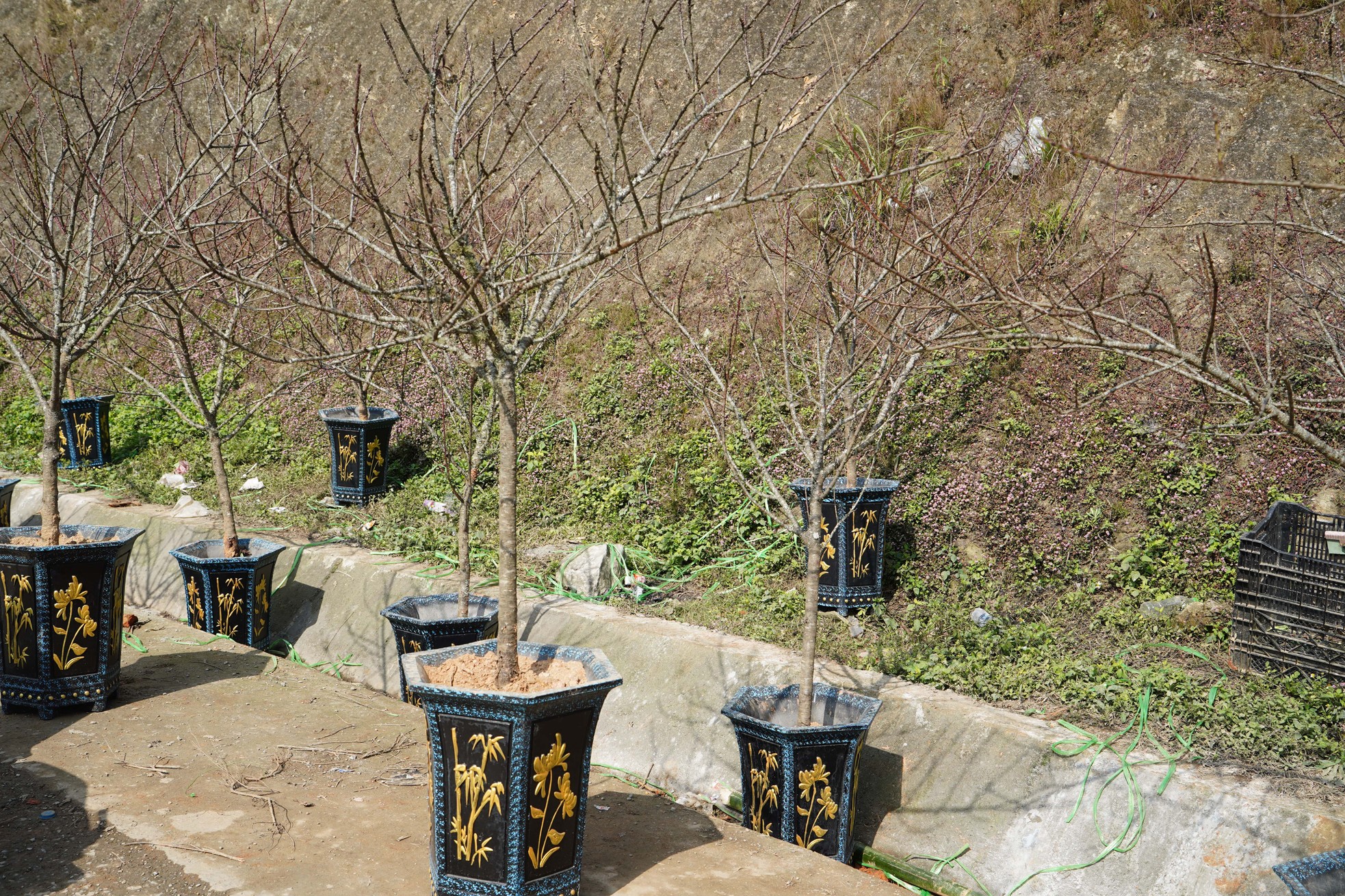 Ngoài ra, tại chợ đào Sa Pa cũng được bày bán nhiều cây đào đá Sa Pa. Đào đặc trưng của vùng núi Tây Bắc, với rêu mọc tự nhiên. Thường với loại đào này, tập trung nhiều nhất tại đây vào khoảng mùng 10 tháng chạp. Sỡ dĩ, đào đá xuống muộn hơn vì loại đào này thường chơi theo cành, để lại gốc. Khi cành xuống quá sớm sẽ dễ bị khô, hoa khó nở.