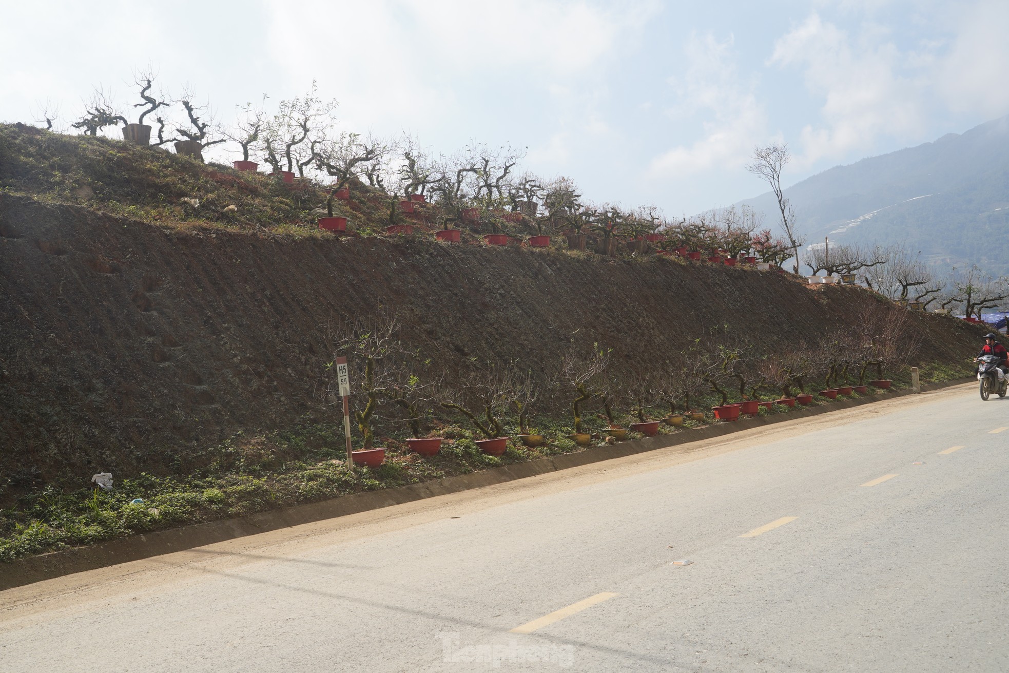 img src/upload/1-2025/images/2025-01-03/1735888181-tp-hoa-14-1691-143-width1966height1311.jpg width660 /