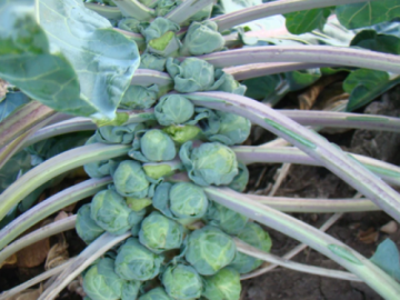 6 loại rau tốt nhất nên ăn trong mùa đông