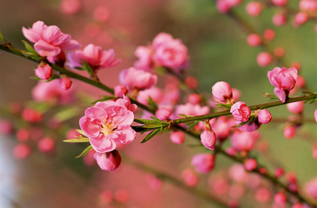 Theo dự báo thời tiết, Tết Nguyên đán khả năng xảy ra rét đậm, rét hại ngắn ngày.