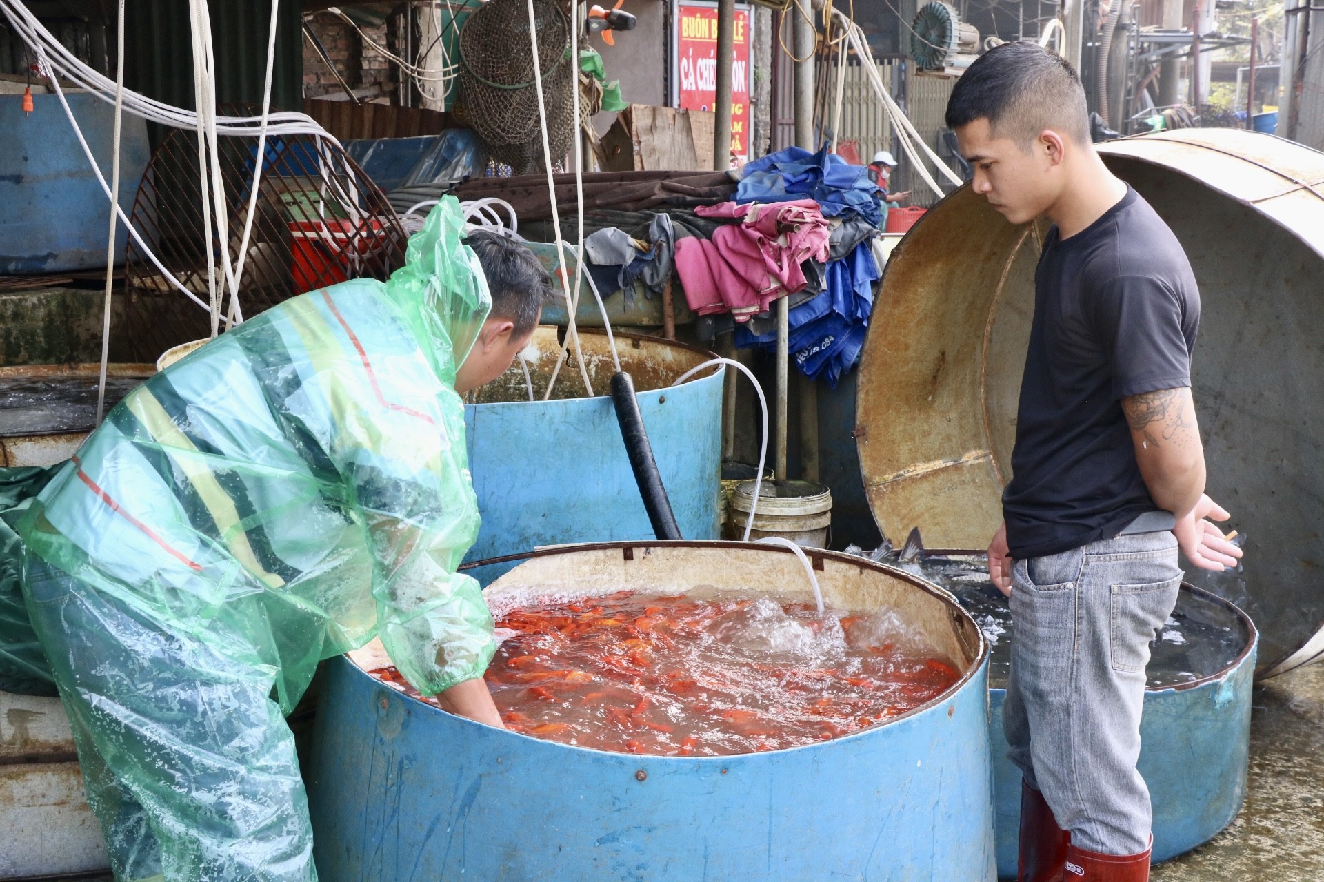 Theo thông lệ, cứ mỗi dịp Tết ông Công ông Táo, người Việt thường mua cá chép về để cúng.