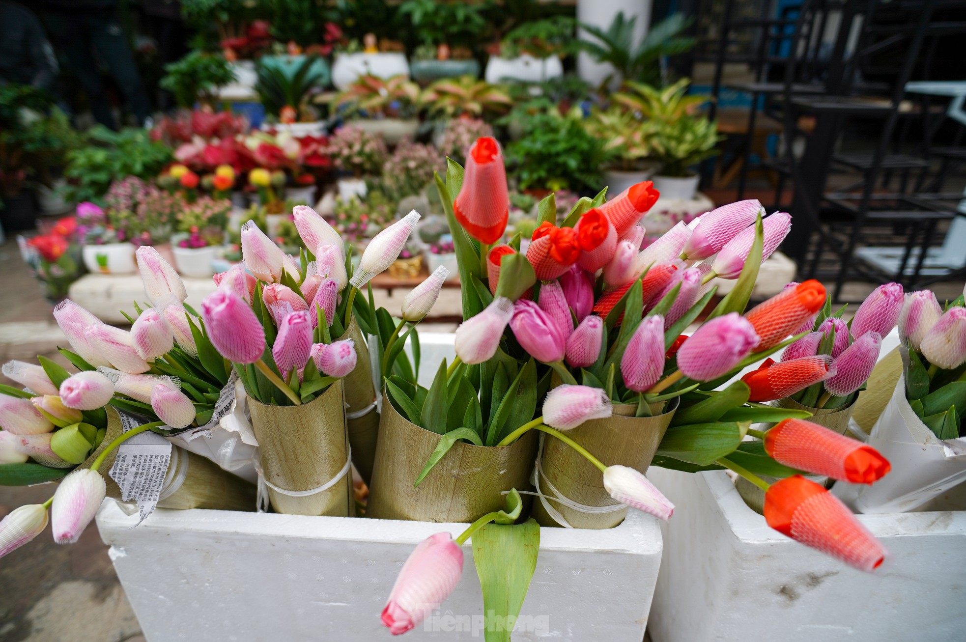 Giới trẻ săn túi mù Baby Three, hoa tulip trồng chậu tặng người yêu ngày Valentine - 13