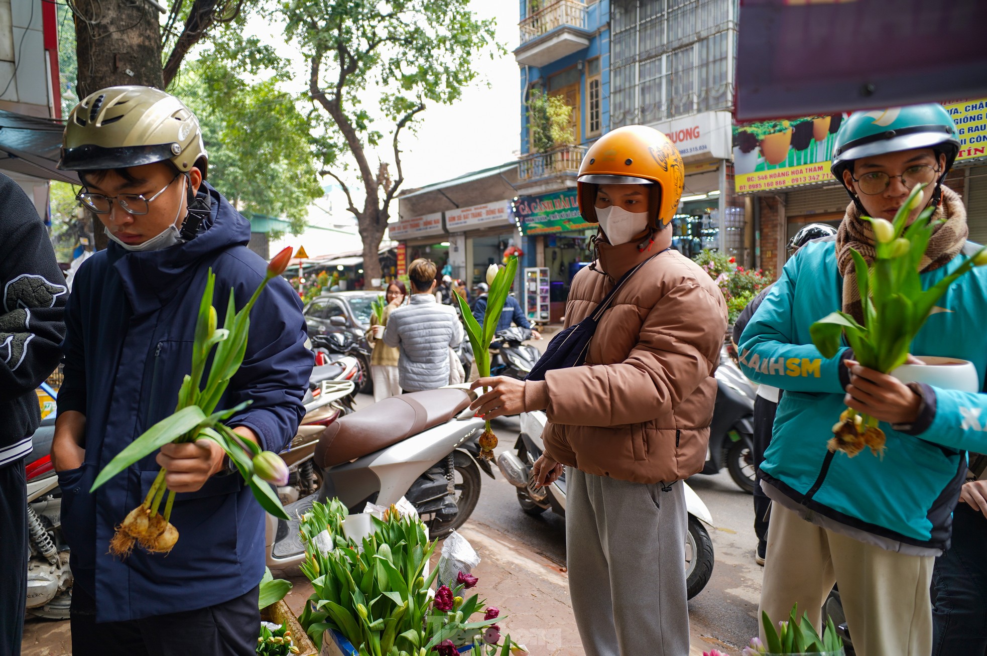 Không chỉ hoa sáp hay hoa hồng, năm nay hoa tulip trồng trong chậu trở thành xu hướng được giới trẻ yêu thích, giá từ 25.000 - 30.000 đồng/bông. Tại nhiều cửa hàng, không ít bạn nam xếp hàng dài để lựa chọn loài hoa đặc biệt này.