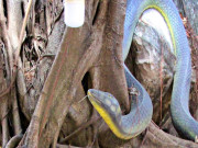 Tin tức - Chuyện kỳ bí về chiếc hang có tượng đôi rắn trong ngôi chùa nổi tiếng ở TPHCM