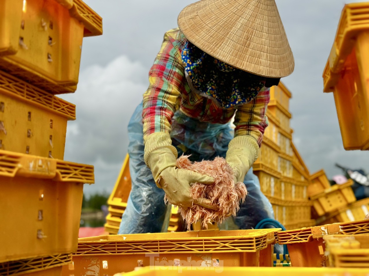 Những thùng ruốc đỏ au, tươi rói nhanh chóng được ngư dân kéo từ thuyền lên bờ cân bán cho thương lái. Ảnh: Nguyễn Ngọc