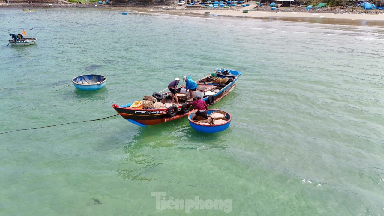 Ngư dân Quảng Ngãi bội thu ruốc biển, amp;#34;kiếm khỏeamp;#34; tiền triệu mỗi ngày - 1