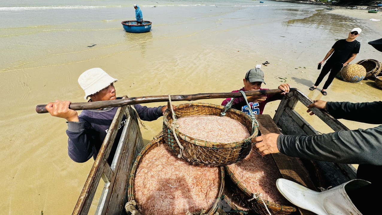 Ngư dân Quảng Ngãi bội thu ruốc biển, amp;#34;kiếm khỏeamp;#34; tiền triệu mỗi ngày - 22