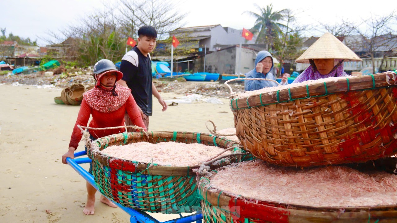 Ngư dân Quảng Ngãi bội thu ruốc biển, amp;#34;kiếm khỏeamp;#34; tiền triệu mỗi ngày - 15