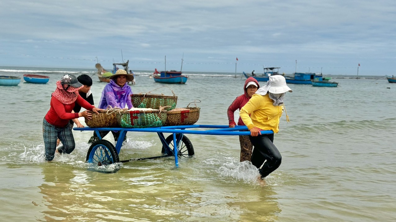 Ngư dân Quảng Ngãi bội thu ruốc biển, amp;#34;kiếm khỏeamp;#34; tiền triệu mỗi ngày - 20