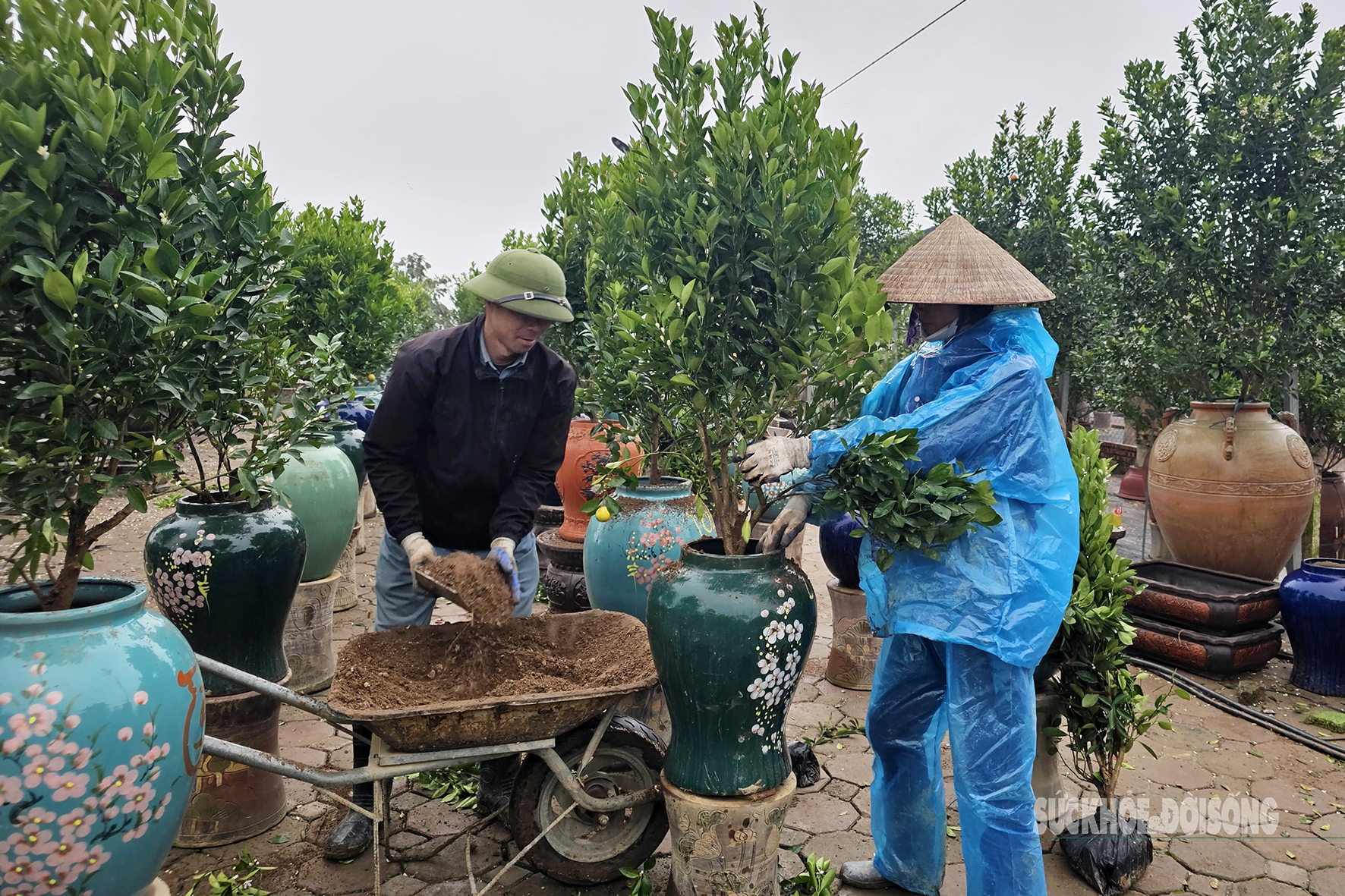 Hầu hết các nhà vườn đều chọn thời tiết đầu xuân ẩm ướt để trồng cây cảnh. Có mặt tại làng nghề quất Tứ Liên (quận Tây Hồ, TP. Hà Nội) thời điểm này không khó để bắt gặp cảnh người dân tất bật đổ đất mới, cắt tỉa, phục hồi cho những cây quất cũ và trồng cây mới vào bình, chuẩn bị cho vụ mùa mới.