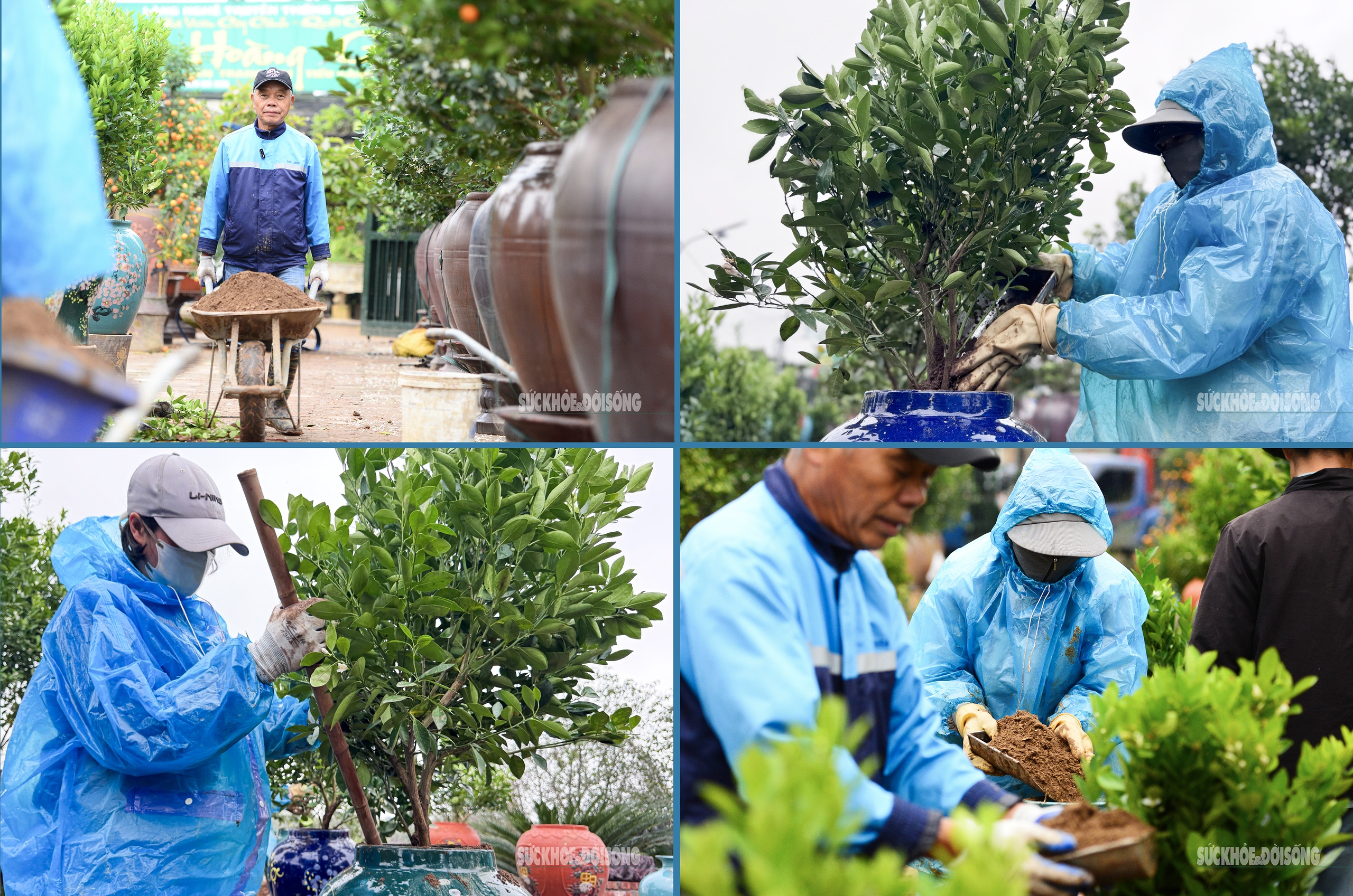 Chia sẻ với PV, ông Hoàng Luận (chủ nhà vườn quất Hoàng Gia) cho biết: Ra Tết là thời điểm chúng tôi bận rộn nhất, tôi phải thuê nhiều nhân công để đổ đất vào từng bình và trồng những cây giống mới, tỉ mẩn chăm sóc cho vụ Tết năm sau.