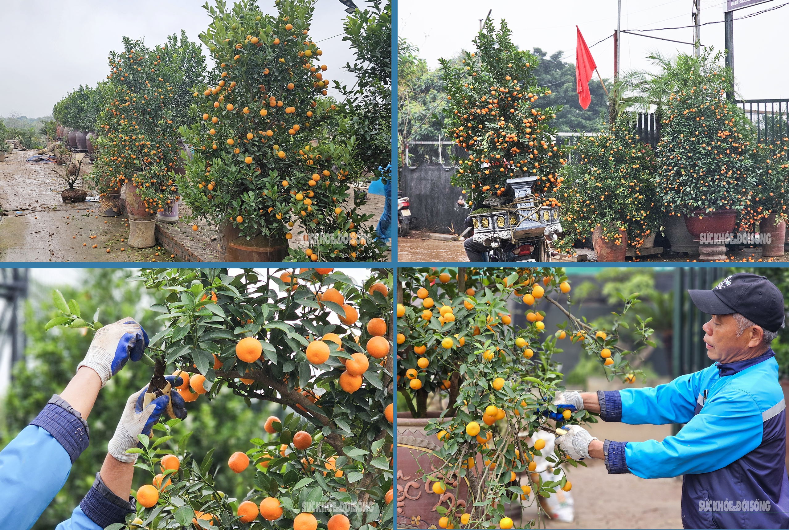 Người dân Tứ Liên trồng quất cảnh dưới mưa rét - 7
