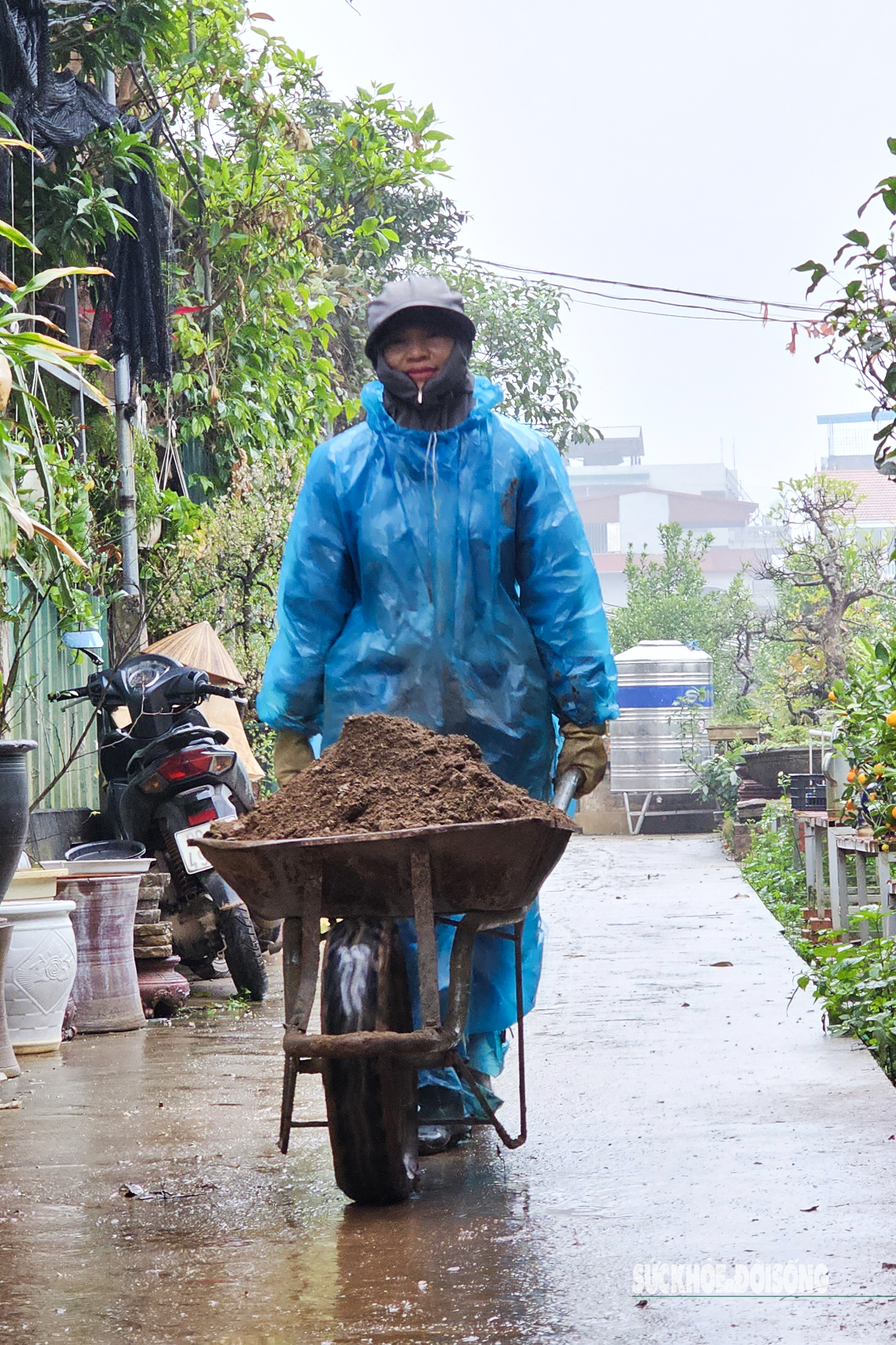 Người dân Tứ Liên trồng quất cảnh dưới mưa rét - 5