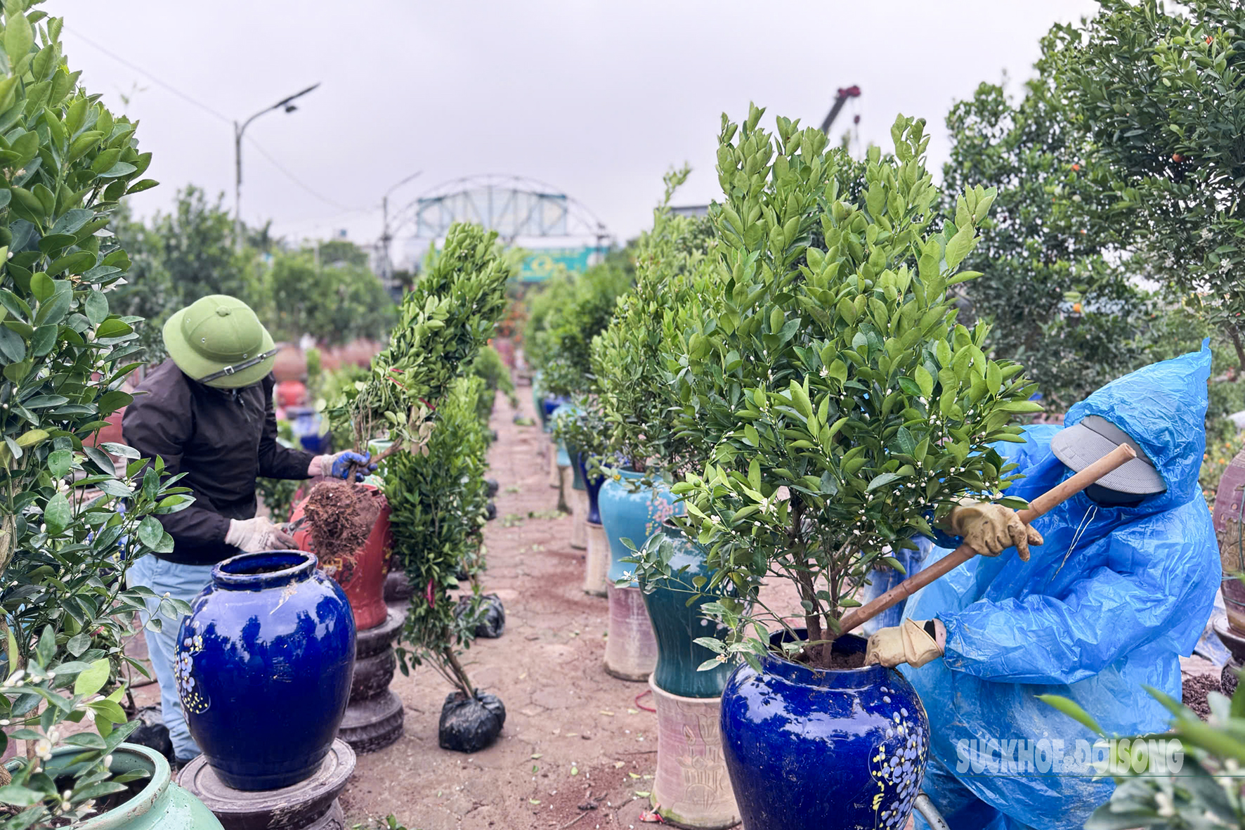 Với số lượng hàng trăm bình quất của nhà vườn, thời gian hoàn thành công việc mất khoảng hơn nửa tháng. Không giống như quất trồng đất nguồn dinh dưỡng nhiều, quất trồng trong chậu, chum, lọ diện tích nhỏ, ít dinh dưỡng vì vậy đòi hỏi về kỹ thuật chăm bón tỉ mỉ và cầu kỳ hơn.