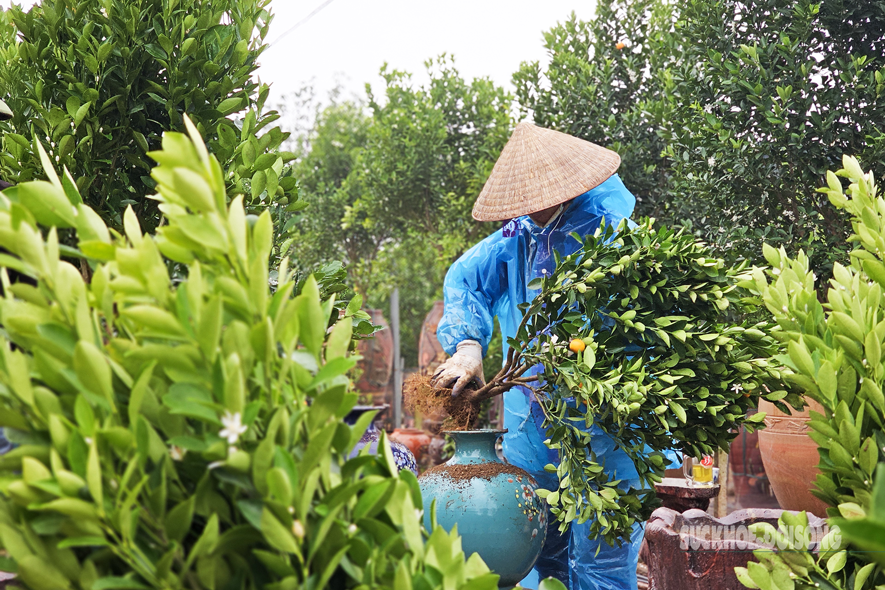 Tôi bắt đầu làm ở đây từ 16 tháng Giêng, với công 500.000 đồng/ ngày. Công việc chủ yếu là vận chuyển cây và cho đất vào từng chậu rồi vun trồng. Sau đó tưới nước cho cây phát triển, nhân công làm thuê tại đây chia sẻ.