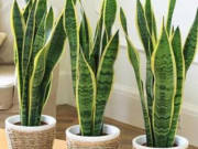 Nhà đẹp - Lưu ý trồng cây lưỡi hổ trước nhà tránh tạo sự căng thẳng và mất cân bằng trong không gian sống