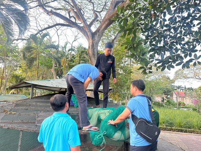 Trại rắn Đồng Tâm tiếp nhận và thả nuôi cá thể trăn bạch tạng khổng lồ.
