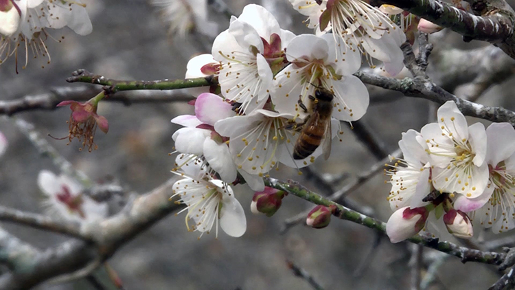 Hoa Apricot tượng trưng cho mùa xuân, được sử dụng cho máu và sắc đẹp.