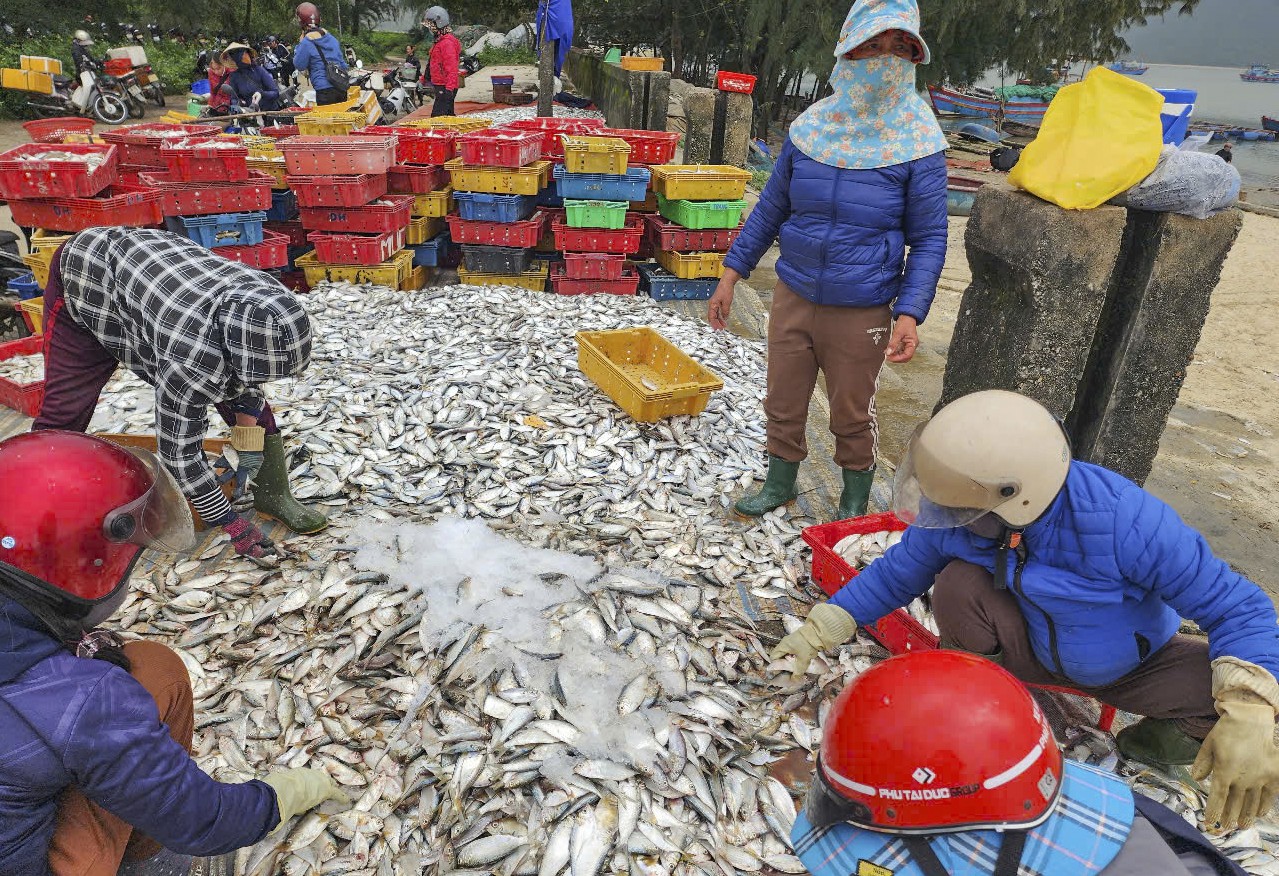 “Với giá bán cá ghé dao động tại bến từ 8.000 - 10.000 đồng/kg, trong khi cá đù có giá từ 50.000 - 60.000 đồng/kg tùy loại. Mỗi chuyến biển, các tàu thu về hàng chục triệu đồng”, ông Nguyễn Bình (62 tuổi) cho hay.