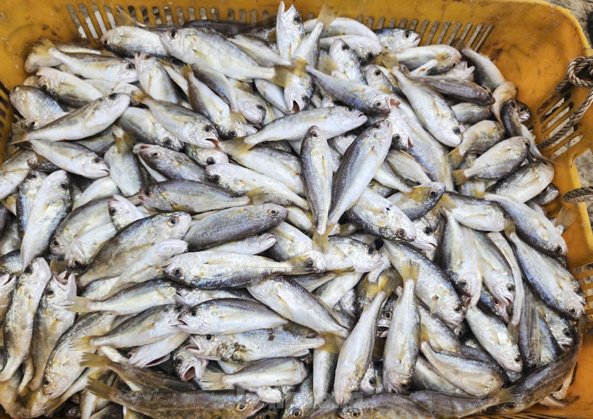 Những mẻ cá đù, cá ghé tươi rói.