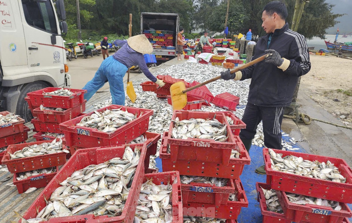 Ông Phan Công Thoàn - Phó Chủ tịch UBND phường Kỳ Ninh cho biết: Địa phương có 240 tàu thuyền lớn nhỏ, trong đó 18 tàu có công suất trên 90CV. Những ngày qua, ngư dân liên tiếp trúng đậm hải sản, giá ổn định nên thu nhập khá”.