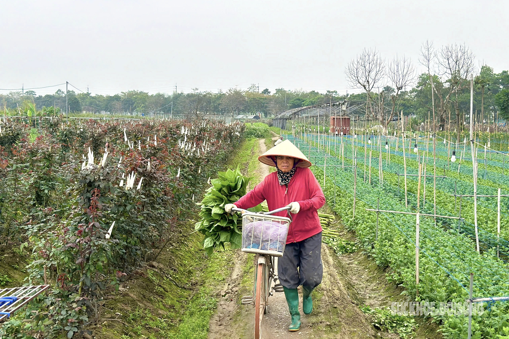 Làng hoa Mê Linh (xã Mê Linh, huyện Mê Linh, Hà Nội) là một trong những địa phương có diện tích trồng hoa lớn nhất ở Hà Nội. Với diện tích canh tác khoảng 200 ha, người dân trồng nhiều loài hoa như cúc, hồng, thược dược, lay ơn...