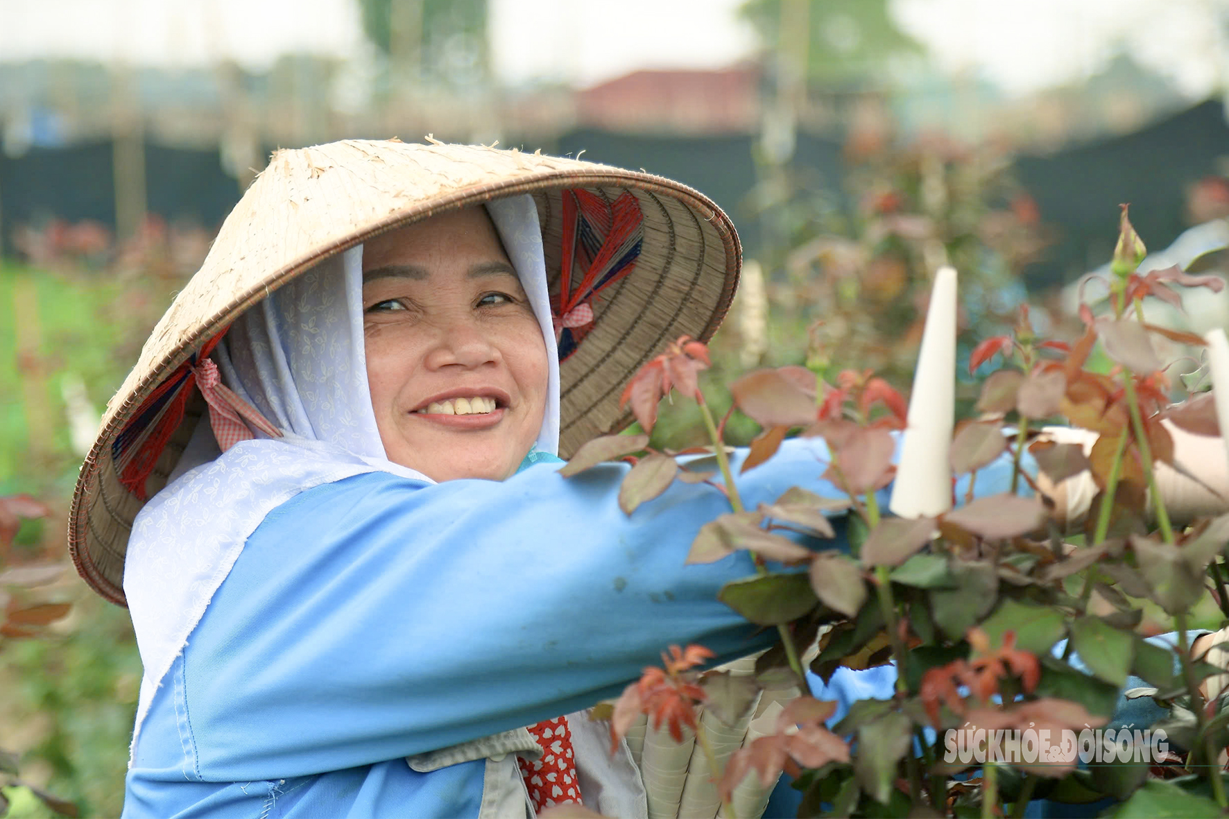 Chị Lan (chủ vườn hoa hồng tại Mê Linh) chia sẻ: “Thời điểm cây ra nụ thì người nông dân bắt đầu bọc nụ hoa. Việc này giúp hoa phát triển và tạo dáng cố định cho từng bông hoa thêm đẹp hơn.