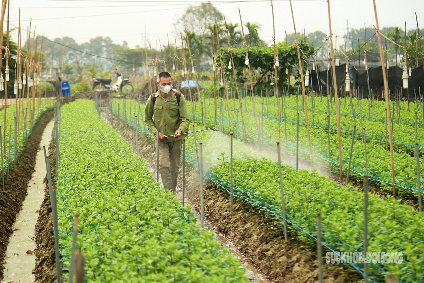 Ngoài việc thu hoạch, các hộ dân cũng chuẩn bị những cây hoa con cho vụ mùa sau.