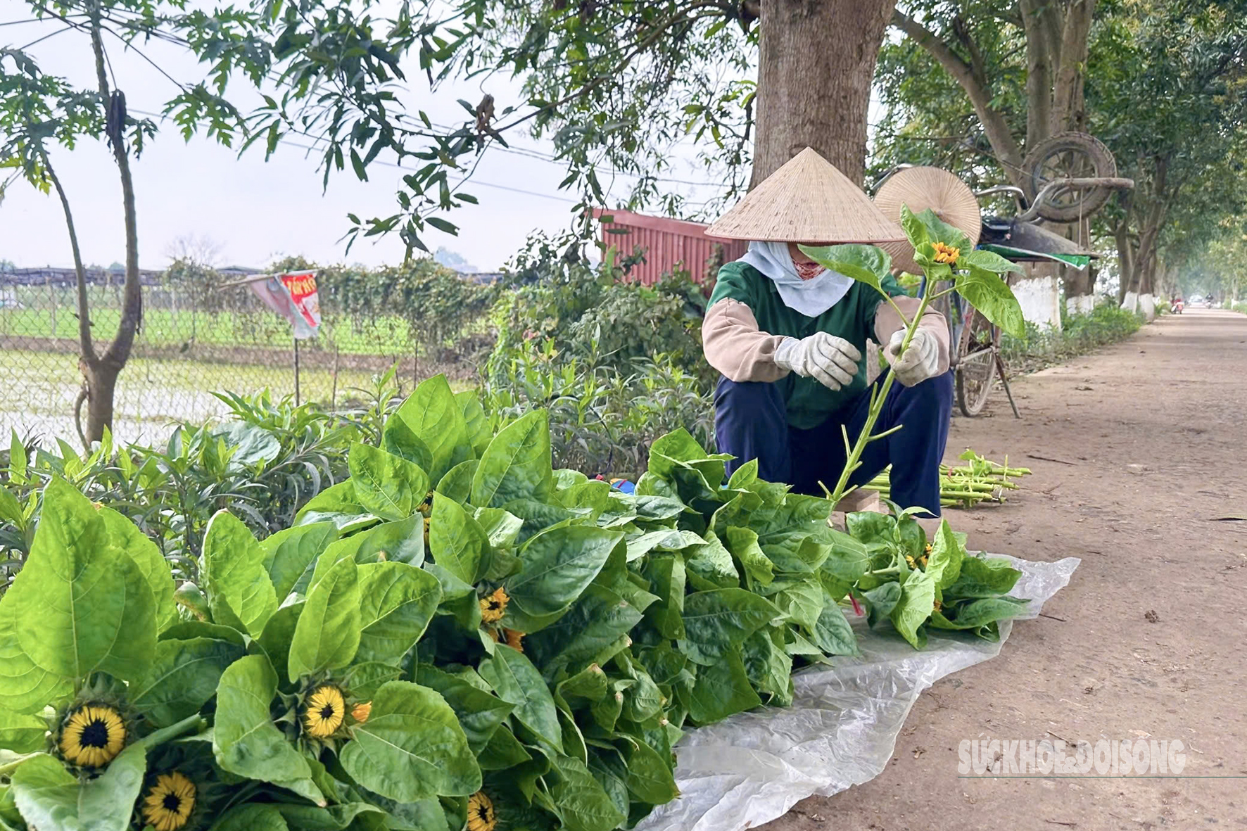 Một tiểu thương bày bán hoa hướng dương ngay tại khu vực ruộng trồng hoa.