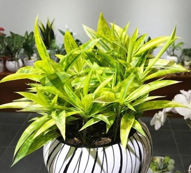 Trúc nhật vàng tượng trưng cho sự trường thọ, thịnh vượng, và sức khỏe.