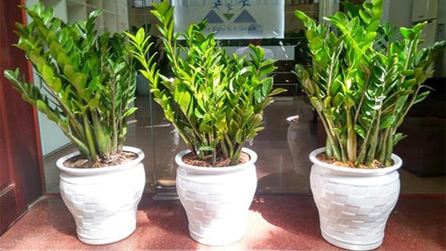 Những loại cây mệnh Mộc, cũng chính là bản mệnh của tuổi Kỷ Hợi.