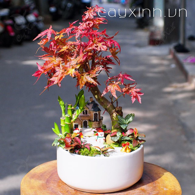 Gia chủ tuổi Hợi mệnh Hỏa nên chọn các loại cây màu xanh lá mệnh Mộc hoặc những loại cây có màu đỏ, cam...