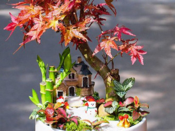 Tuổi Hợi hợp cây gì? Những loại cây phong thủy phù hợp với người tuổi Hợi