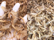 Lifestyle - Côn trùng lạ được ví như đặc sản 'trời ban' ở Hà Nội, khách khen ngon hơn tôm