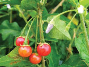 Sức khỏe - Cây cỏ dại mọc khắp nơi nhưng ít người biết là thuốc khỏe gan, chữa đau nhức xương khớp