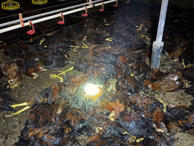 Sự cố chập điện xảy ra giữa đêm khiến gần 8.000 con gà lăn ra chết