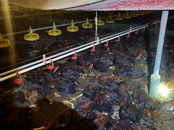 Hàng ngàn con gà của trang trại gia đình anh Thể bị chết ngạt (Ảnh Q.L)