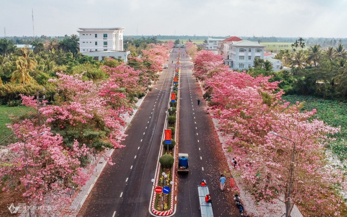 Đường kèn hồng 'đẹp nhất miền Tây' hút khách