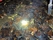 Tin tức - Chủ trang trại nghẹn ngào khi chứng kiến gần 8.000 con gà chết ngạt do mất điện