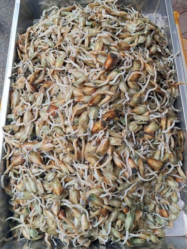 Giá bể hay còn gọi là giá biển là một loài nhuyễn thể có lớp vỏ màu xanh sẫm, vẻ ngoài khá giống con trai nhưng kích thước chỉ bằng ngón tay cái được người Hải Phòng chế biến thành nhiều món ăn ngon như gỏi giá bể, giá bể xào. Ảnh Phùng Thanh Loan