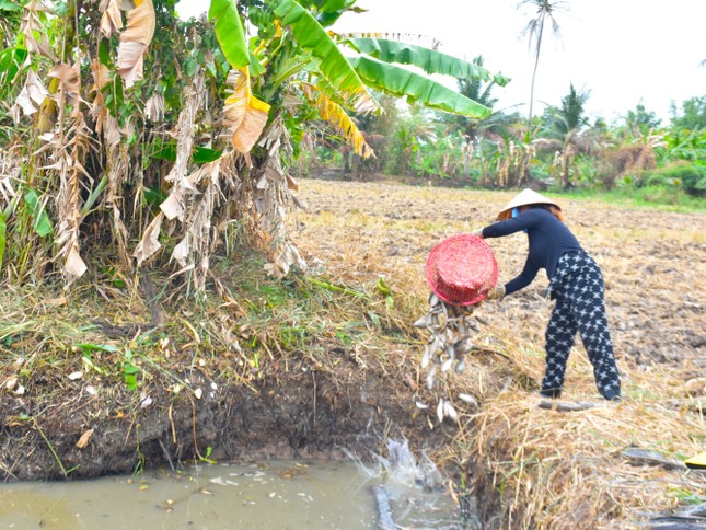 Chủ đìa lựa cá to đem bán, những con cá nhỏ thả lại cho mùa sau.