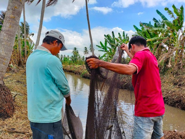 Giờ đây, chụp đìa chỉ còn xuất hiện ở một vài nơi ở huyện Trần Văn Thời. Chuyện “vần công” cũng thưa dần do việc thu hoạch cá ở các ao, đìa đã có máy móc trợ giúp. Số ao đìa trong dân cũng ít dần.
