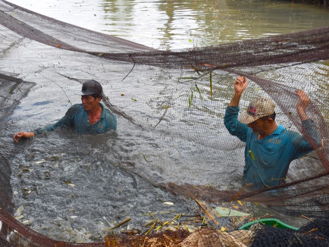 Chụp đìa rất đơn giản, trước tiên dọn sạch cỏ rác trên mặt nước rồi dùng một tấm lưới rộng hơn miệng đìa phủ toàn bộ mặt nước. Sau đó từ từ hạ tấm lưới xuống đáy ao. Tiếp đó, người thợ dùng những cây tre nhỏ hay cây sậy, bẻ gập đôi lại và ghim viền lưới vào bờ.