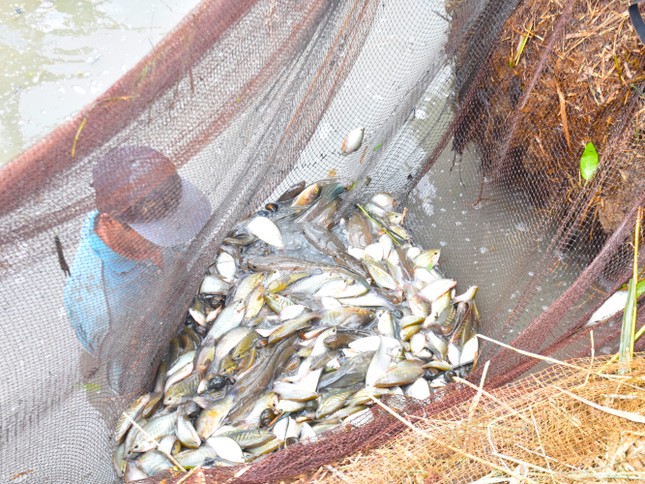 Do đặc tính loài cá khi nước đục phải ngoi lên mặt nước để thở. Nên khi cá thấy ngộp sẽ men theo thành đìa, tìm kẻ hở để chui lên.