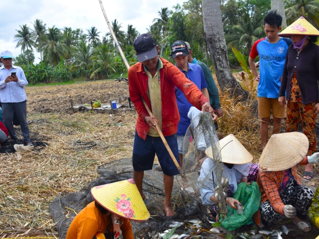 Thợ chụp đìa – Nguyễn Văn Út (48 tuổi, ngụ ấp Trùm Thuật) cho hay, từ sáng sớm, ông đã có mặt mần vần công phụ giúp gia đình dọn bờ, chặt sậy, ghim lưới, lên cá… nhờ đó gắn kết tình làng, nghĩa xóm.