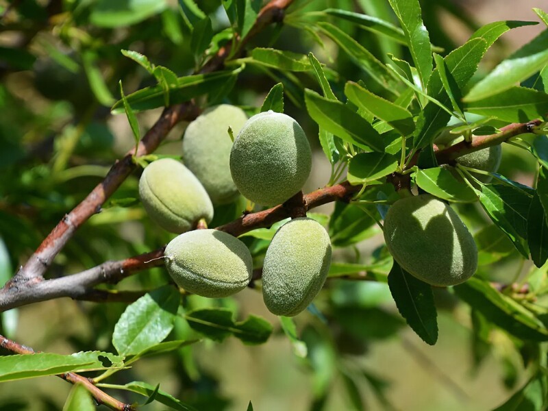 Vitamin E trong hạnh nhân giúp duy trì độ ẩm cho mắt, ngăn ngừa khô mắt và bảo vệ các tế bào mắt khỏi tác động của môi trường. Thêm hạnh nhân vào chế độ ăn hàng ngày giúp bảo vệ sức khỏe mắt và cải thiện thị lực.