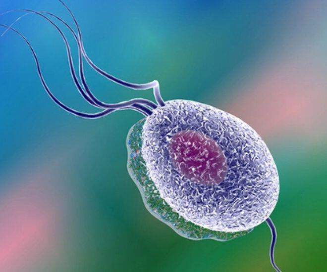 Nhiễm trichomonas trong thai kỳ gây nguy hiểm cho cả mẹ và bé.