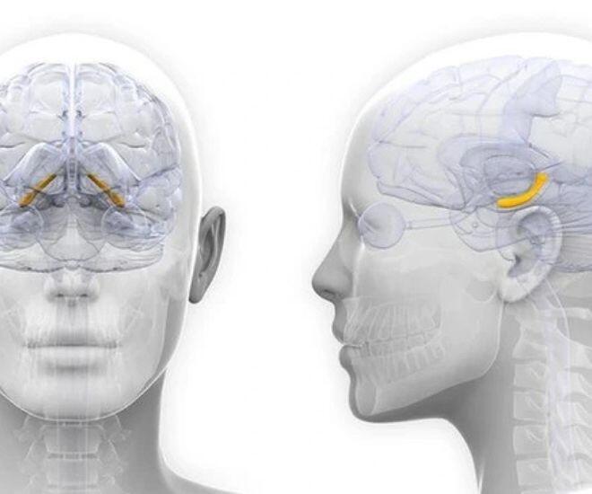 Những phụ nữ phát triển các triệu chứng trầm cảm sau sinh có sự gia tăng thể tích ở hồi hải mã (phần màu vàng).
